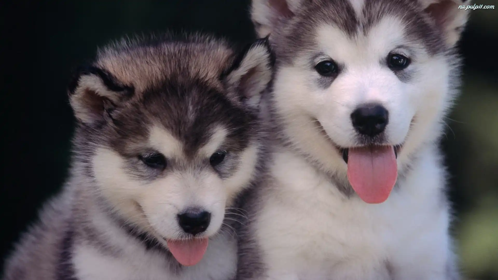 Języczki, Siberian, Małe, Dwa, Husky Na Pulpit